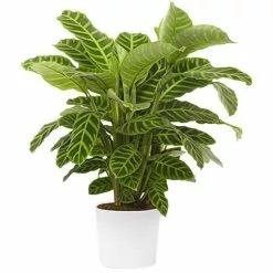 Böttcher-AG Zimmerpflanze Calathea Zebrina, Korbmarante, Topf-Ø 14cm, Höhe Ca. 50cm