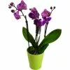 Böttcher-AG Zimmerpflanze Phalaenopsis, Orchidee, Topf-Ø 12cm, Höhe Ca. 55cm