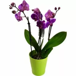 Böttcher-AG Zimmerpflanze Phalaenopsis, Orchidee, Topf-Ø 12cm, Höhe Ca. 55cm