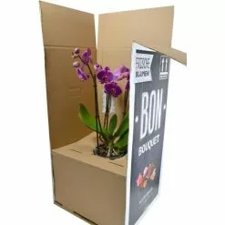 Böttcher-AG Zimmerpflanze Phalaenopsis, Orchidee, Topf-Ø 12cm, Höhe Ca. 55cm -Tischlampen Verkäufe f8cdacafc3d711dcd28cc04340a492c9f2868832 zimmerpflanze boettcher ag phalaenopsis